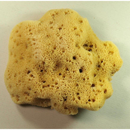 Levantiner: Premium Naturschwamm für sanfte & langlebige Reinigung - Seifenmeister.de