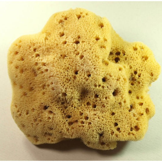 Levantiner: Premium Naturschwamm für sanfte & langlebige Reinigung - Seifenmeister.de