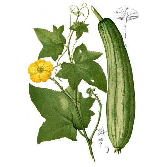 Luffa-Tropfen fürs Peeling