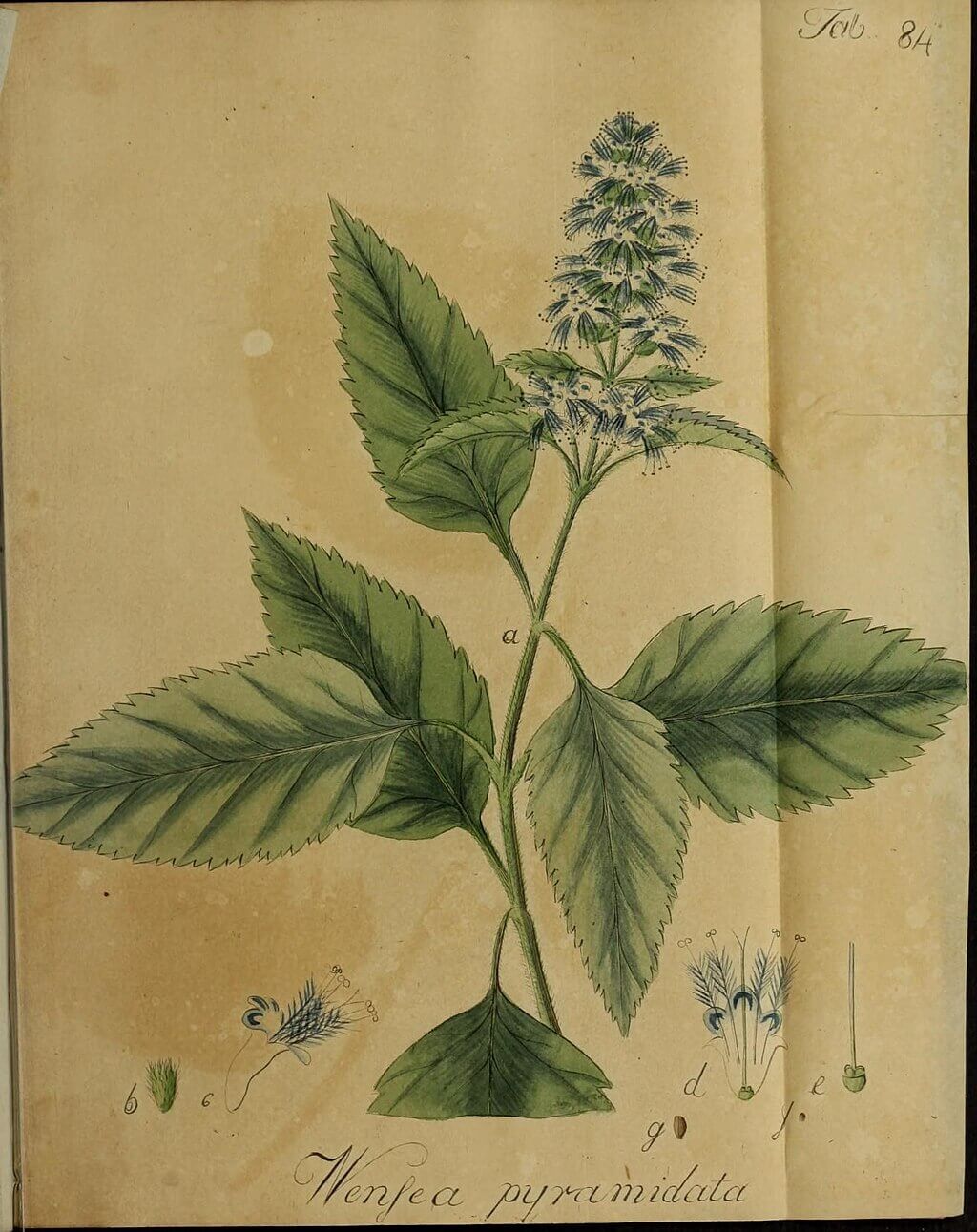 Jojobaöl-Seife "Olibaba Patchouli" - Seifenmeister.de