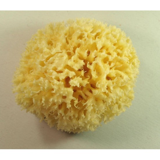 Mittelmeer Naturschwamm - Seifenmeister.de