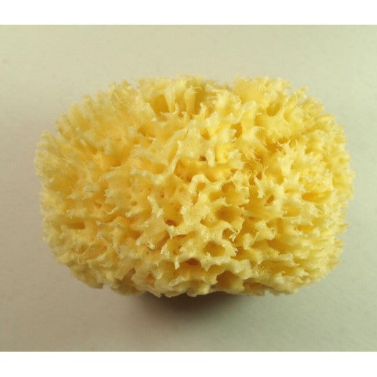 Mittelmeer Naturschwamm - Seifenmeister.de