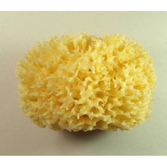 Mittelmeer Naturschwamm - Seifenmeister.de